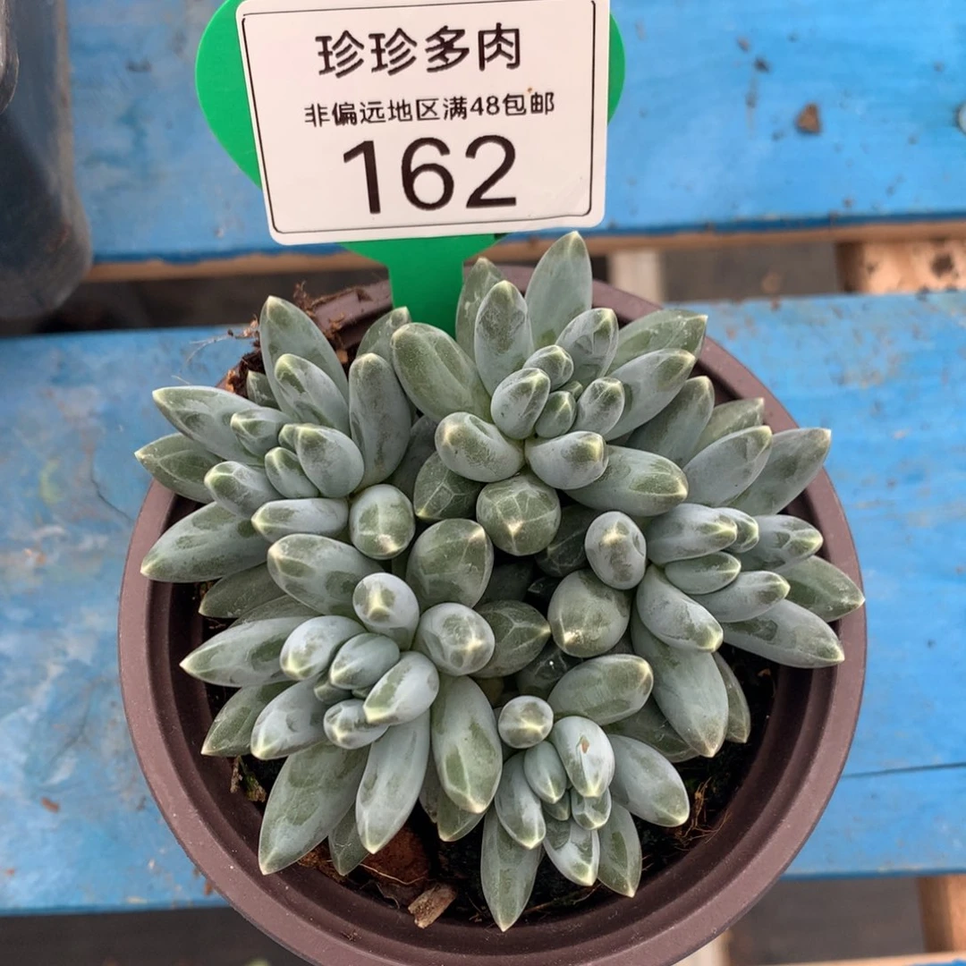 伊卡鲁斯无砍平头162