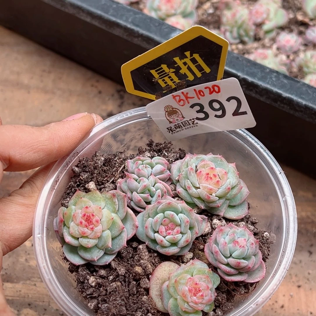 多肉植物多肉植物