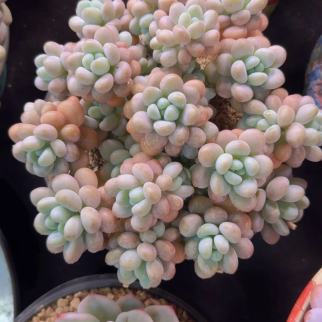 达芙妮多肉一物一拍