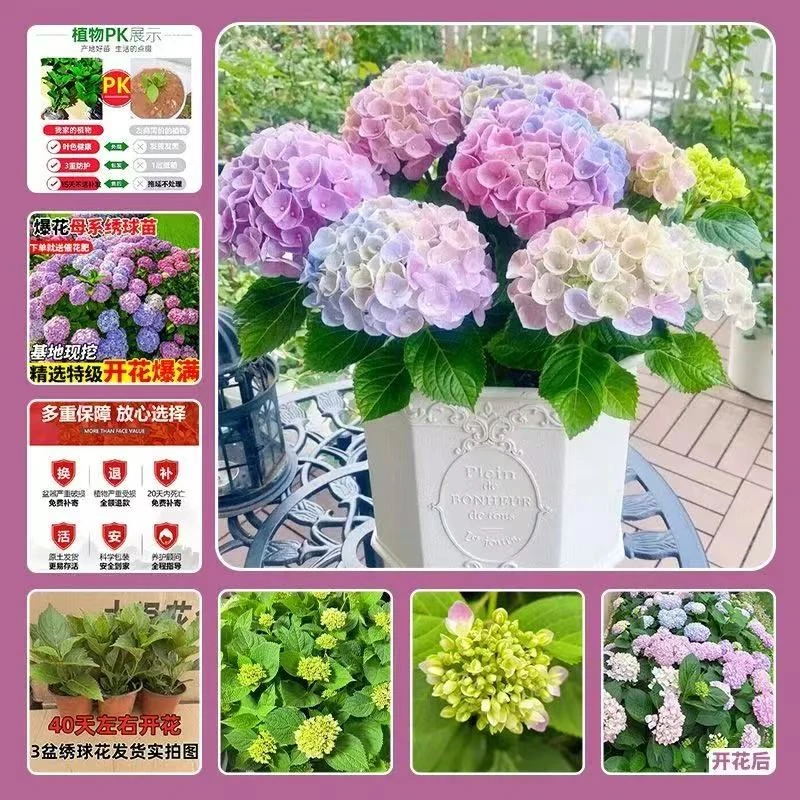 （买一送一）【绣球花苗 】无尽夏植物四季开花盆栽花卉植物