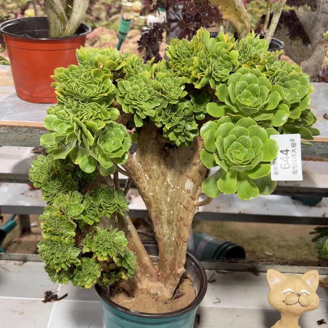 644绿羊绒缀化多肉植物