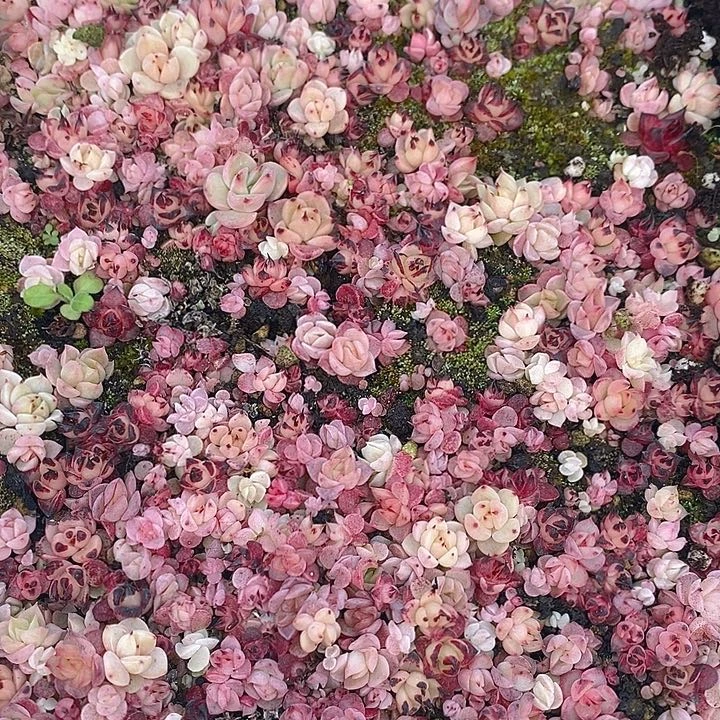 45 多肉植物盆栽花卉植物