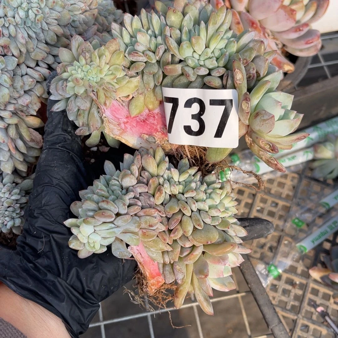 2颗737号4.000。99 0 998888