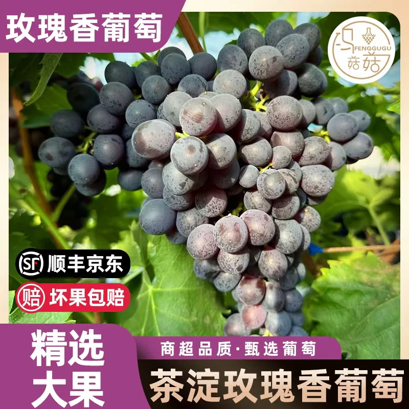 天津汉沽茶淀玫瑰香葡萄4斤现摘现发不好包退