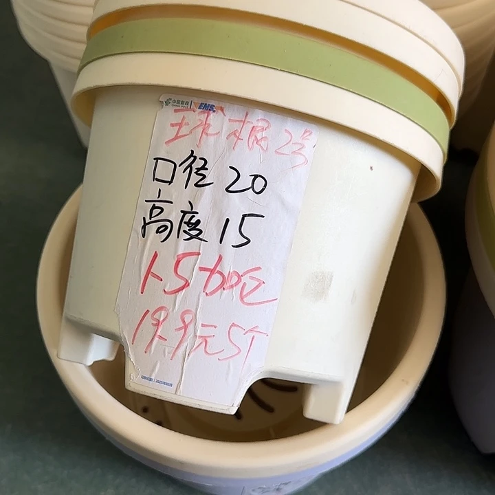 球根2#口径20无托米黄6个