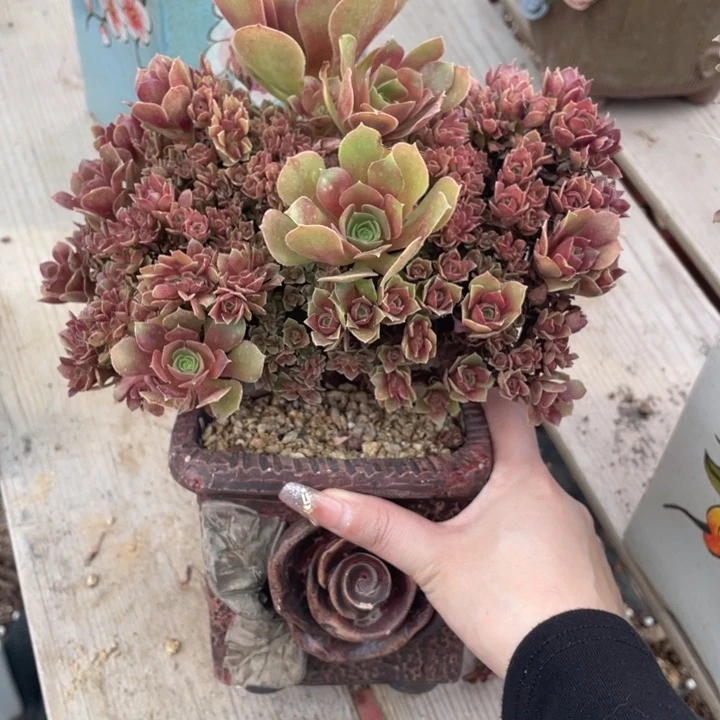 多肉葡萄多水果葡萄也要好好养