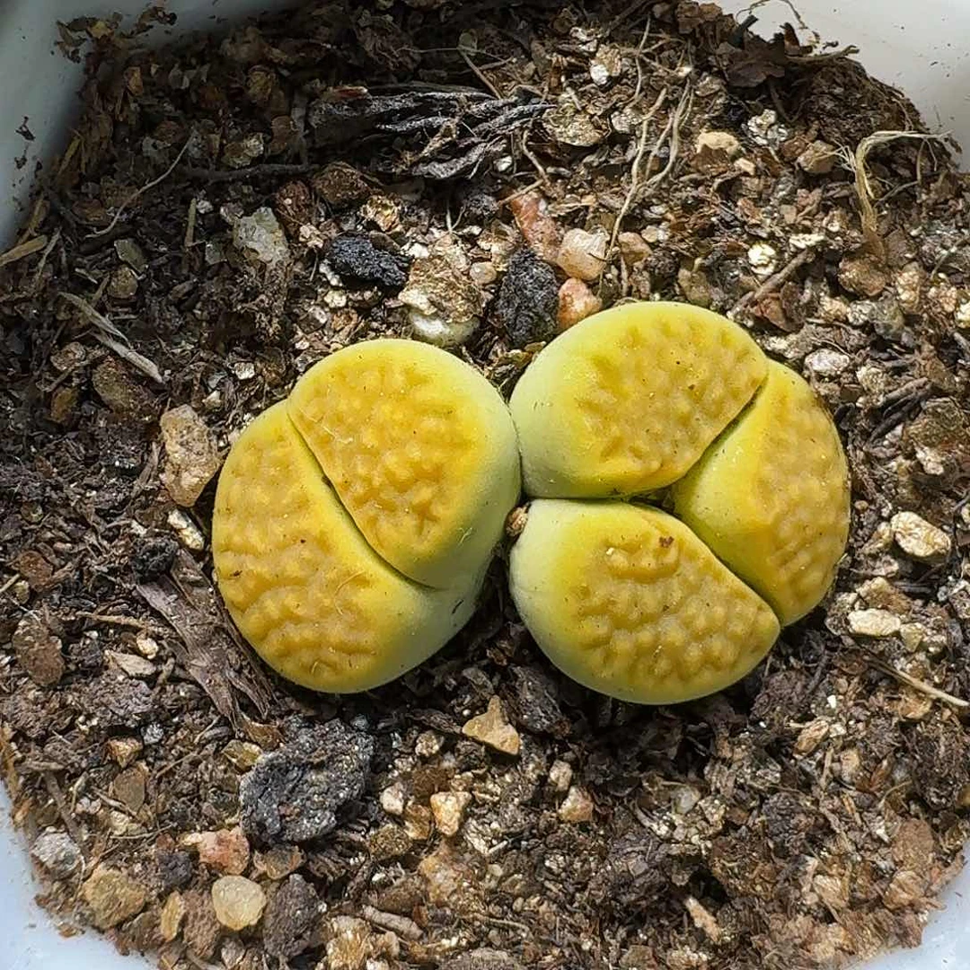 生石花等1111111。   303