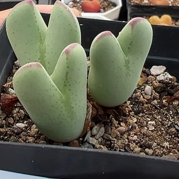 892号开播福利大将不包邮多肉植物