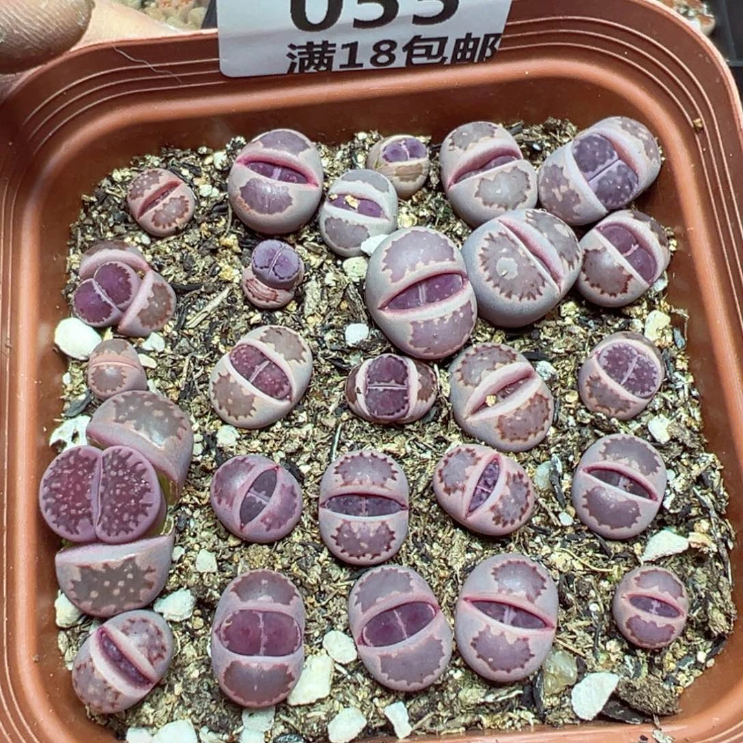 【闪购商品】 055。