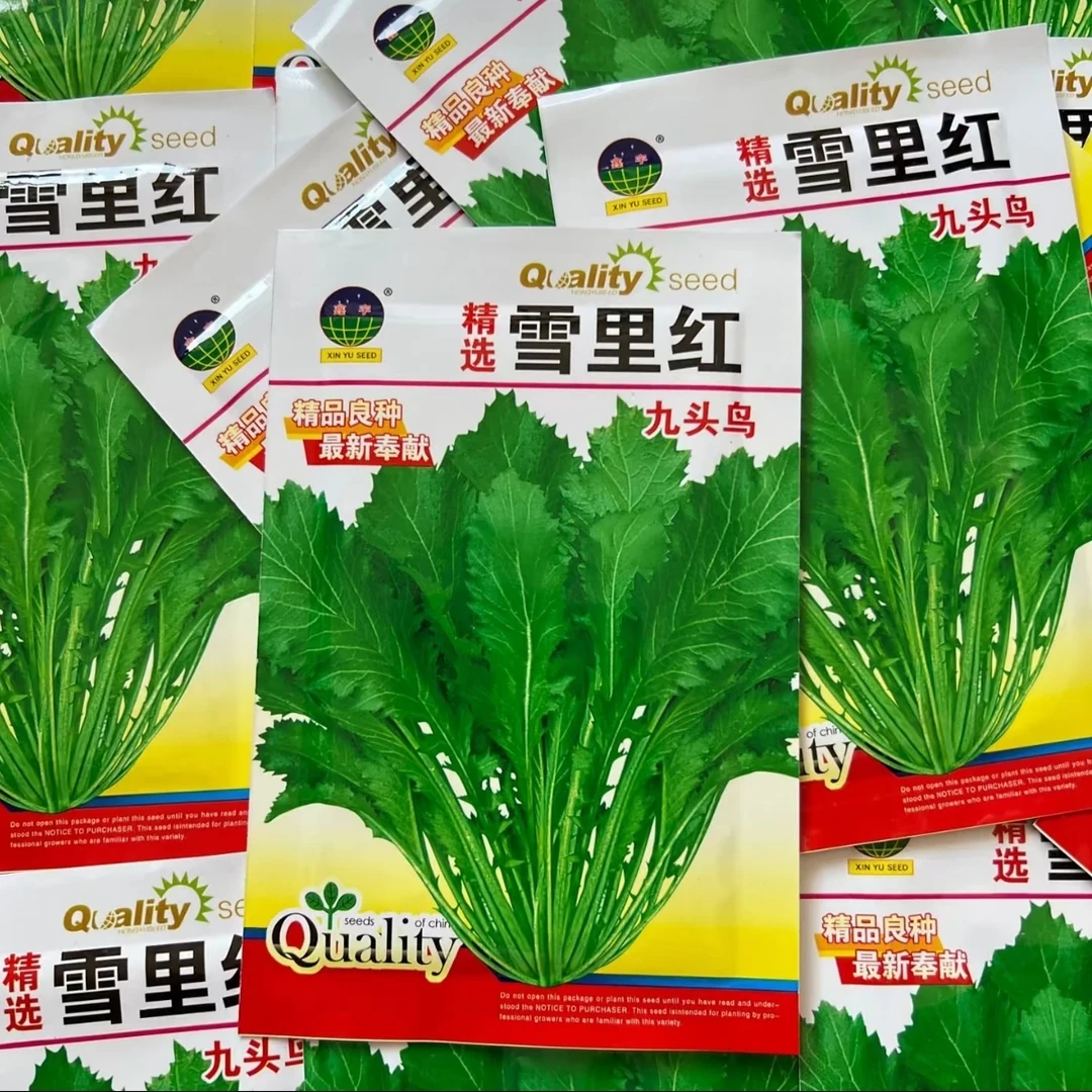 雪里红九头鸟种子