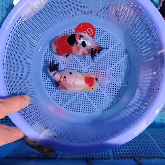 金鱼029兰寿两只特价顺丰包邮