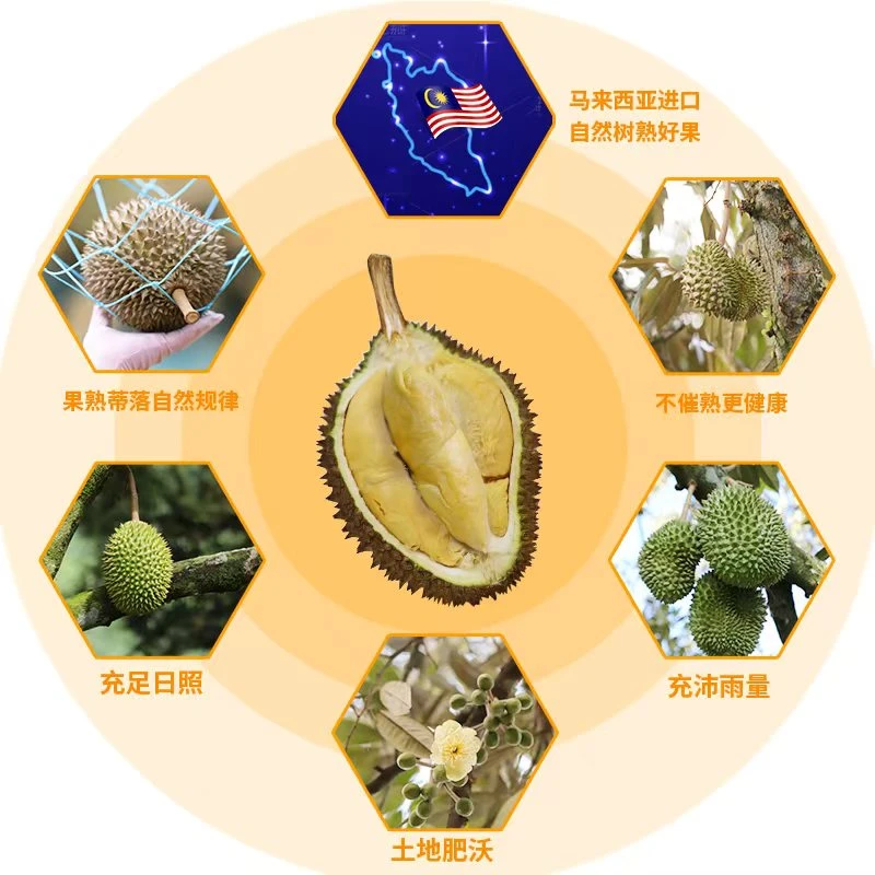 馬壹榴马来西亚新鲜榴莲小品种核小3-6斤榴莲同城送太元金凤红虾朱雀马来西亚