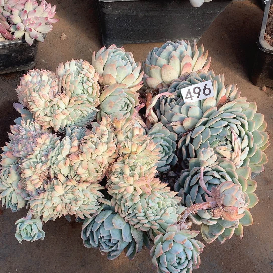 496莎莎一物一拍多肉