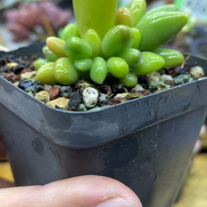 213号芒果奶锦，俩头带锦，共计6头群