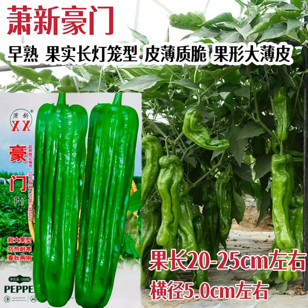 萧新豪门辣椒种子超大果型抗热耐寒春秋两用皱皮辣椒种籽高产抗病