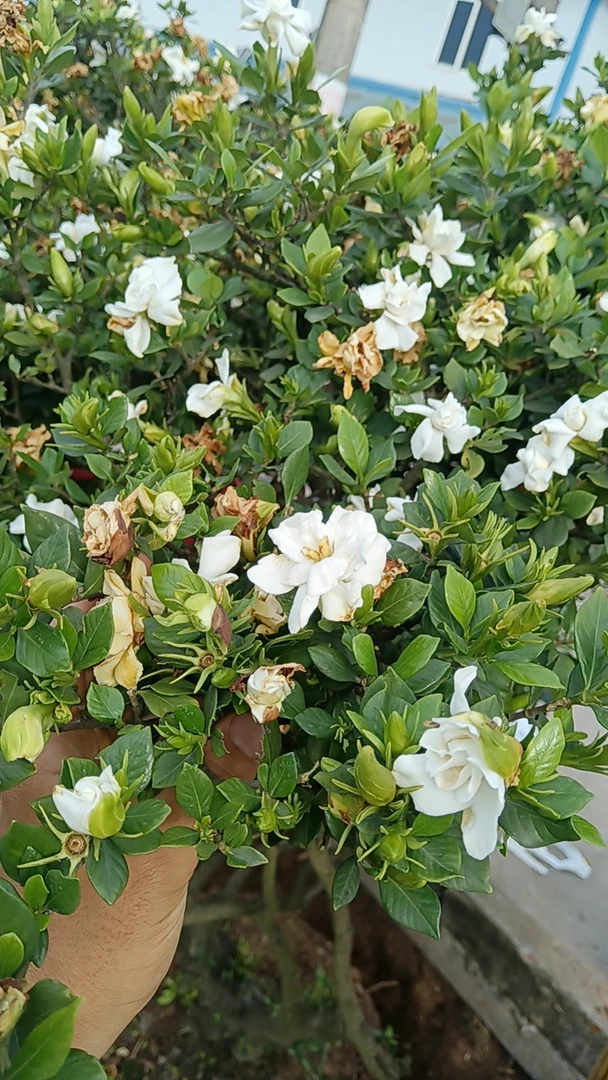 栀子花漂亮的栀子花