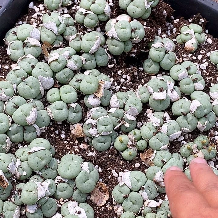27540吕氏大饼母本一颗