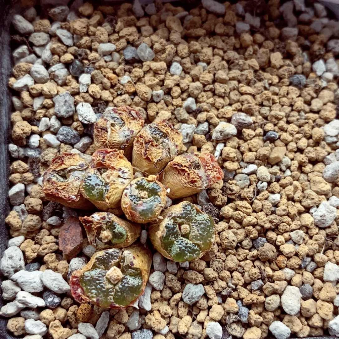 我的小姐姐们都是我348