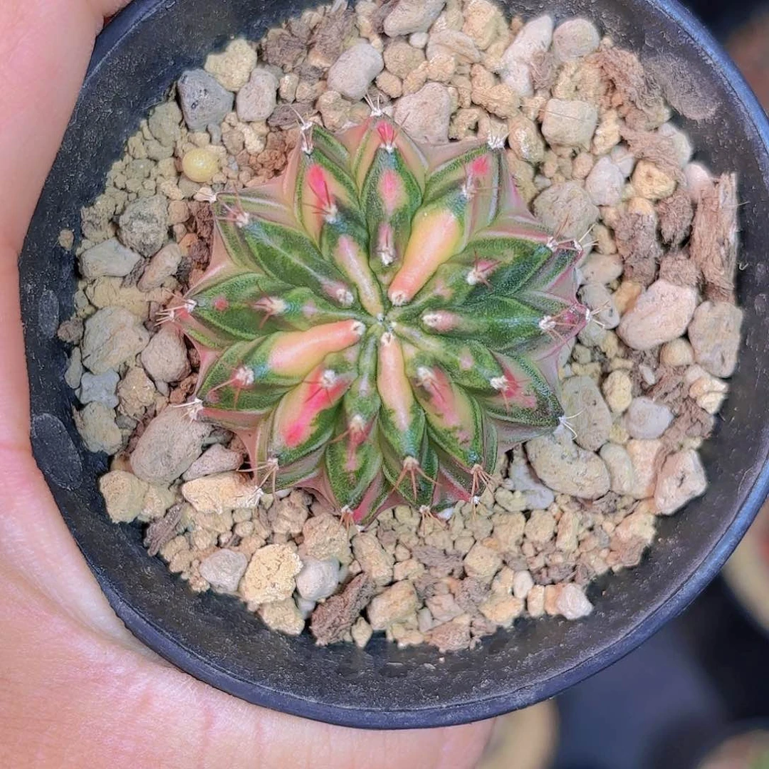 泰系米哈仙人球69号