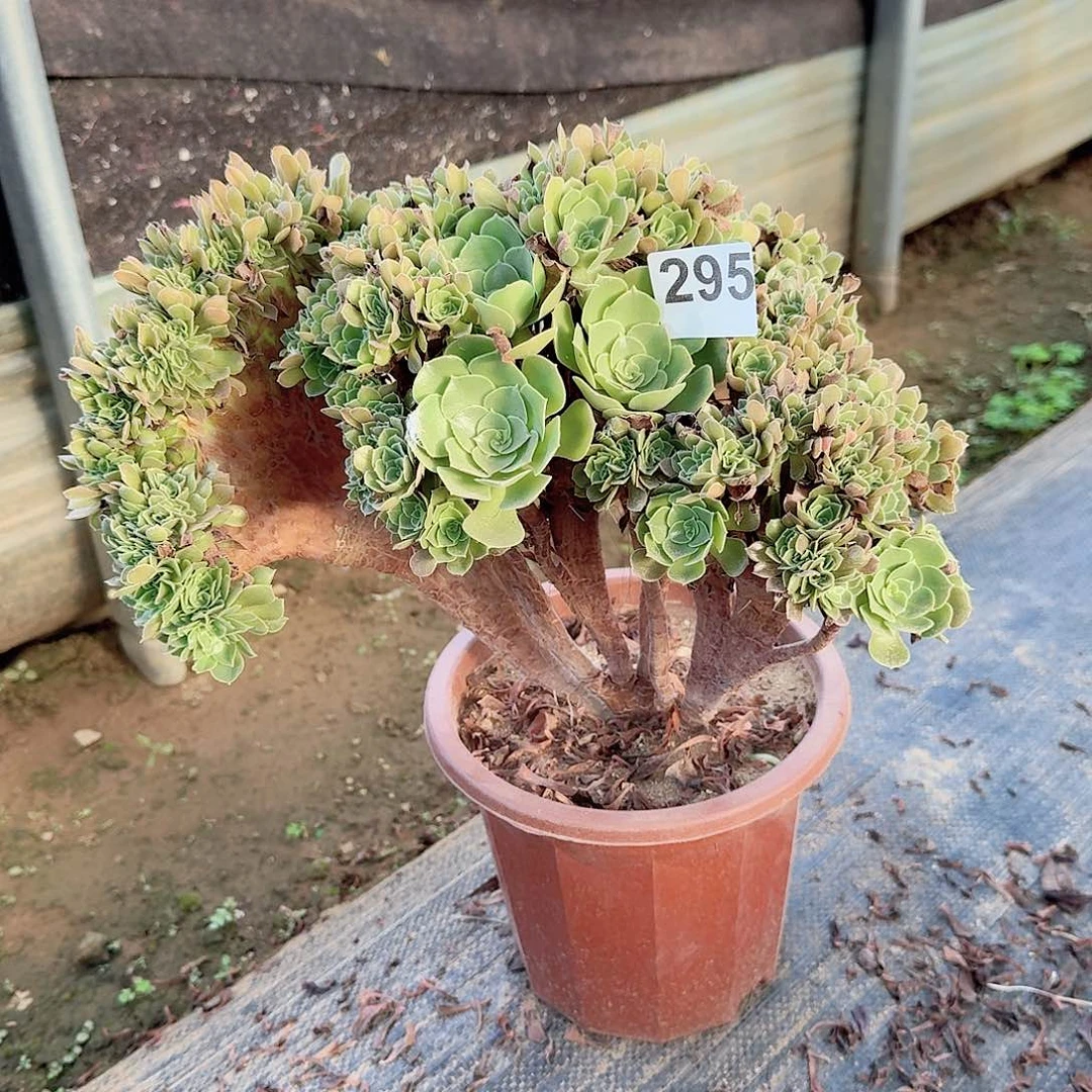 295玫瑰朵朵一颗呀呀