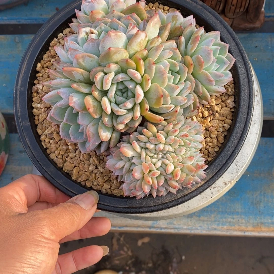 少****难寄养多肉植物一物一拍