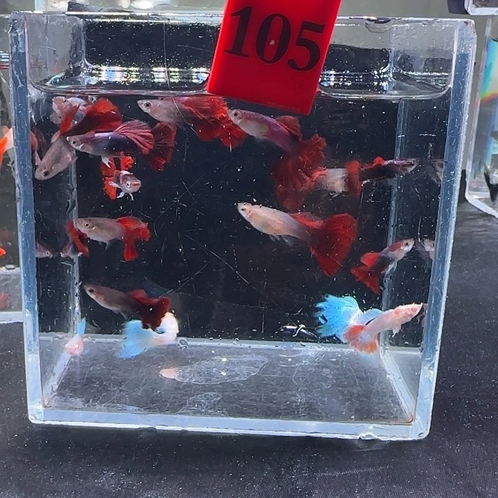 孔雀鱼105号，20破烂