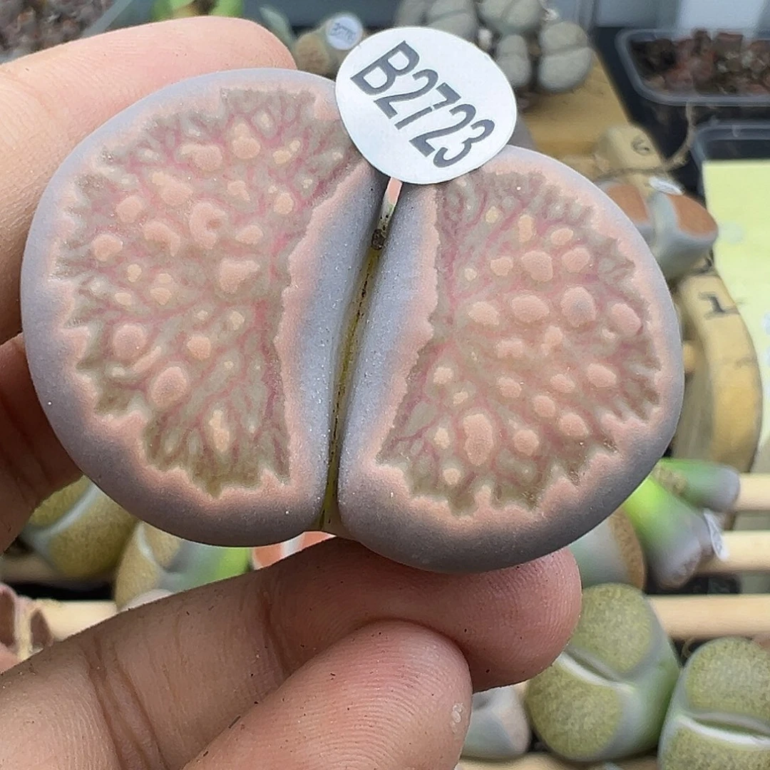 大菊4.3厘米2.23福利