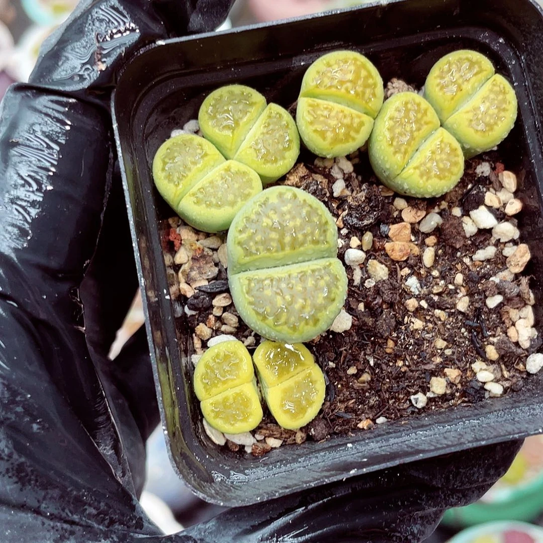 生石花满18包邮0923-238