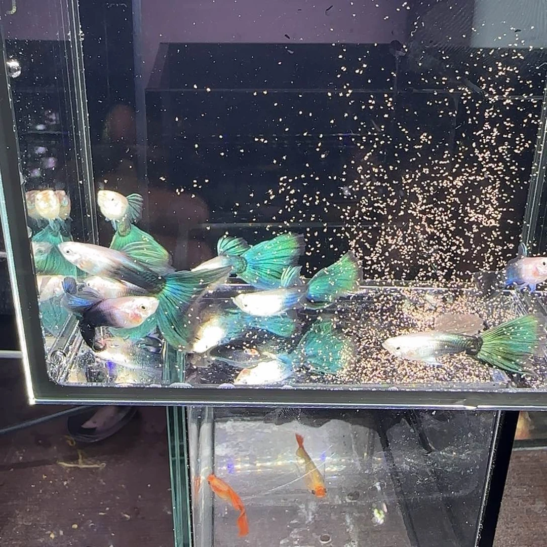 孔雀鱼深蓝色公鱼八条