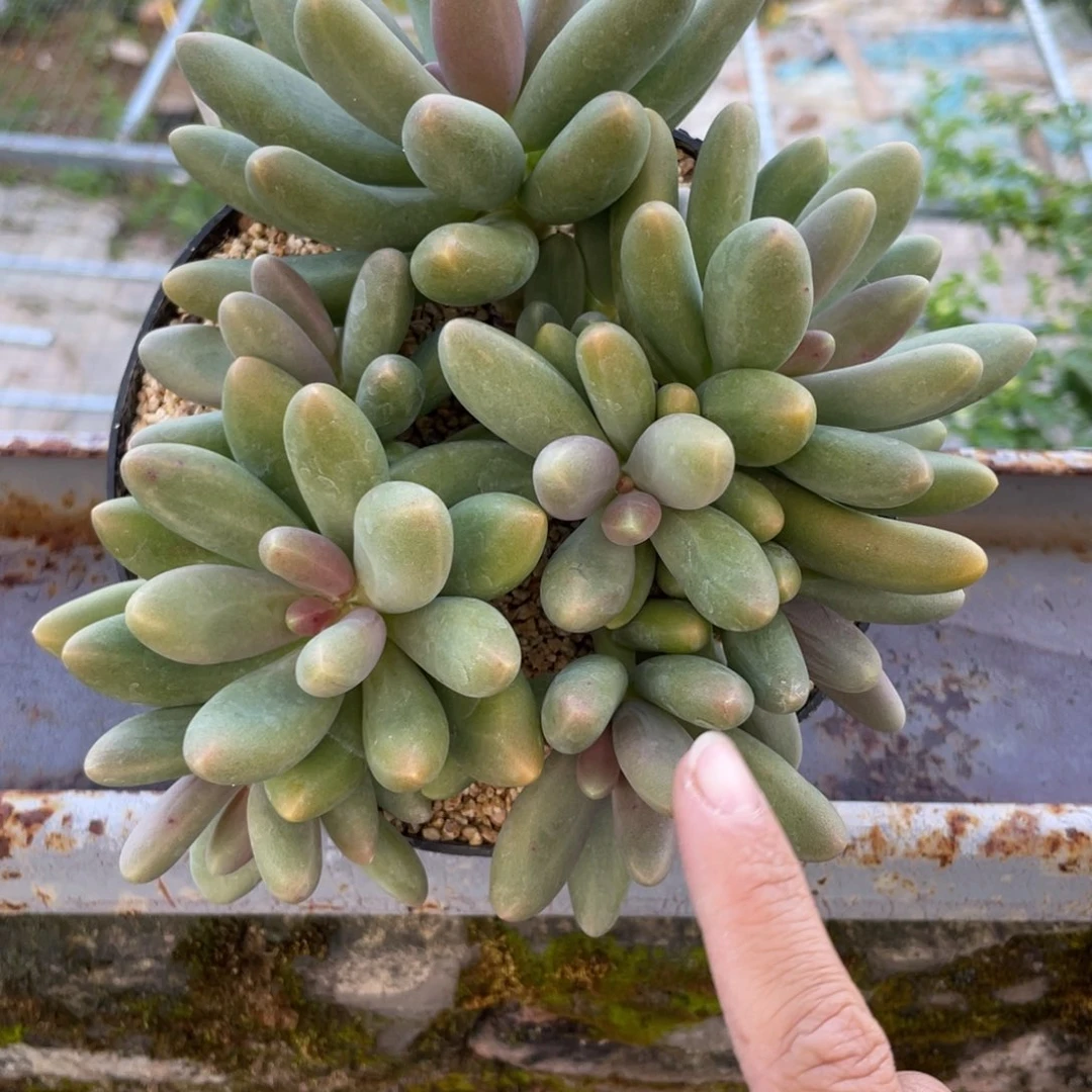 糖果多头群多肉植物888