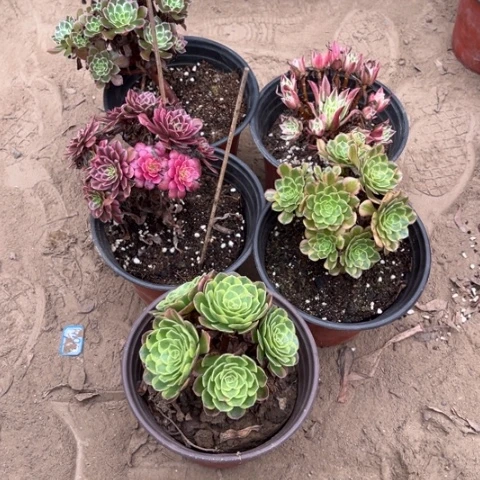 954多肉植物组合，