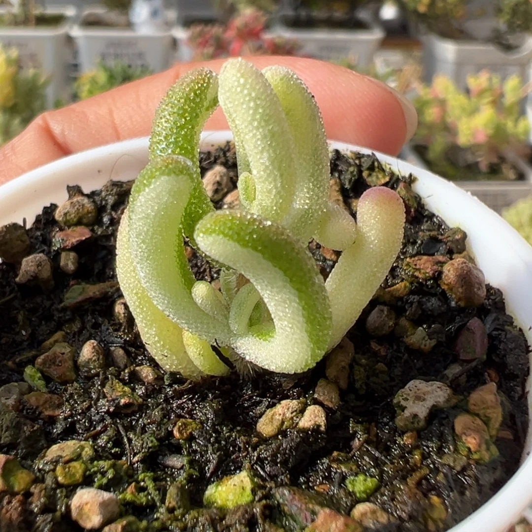 28-698枝干番杏多肉紫闪光拉丝锦五圆盆