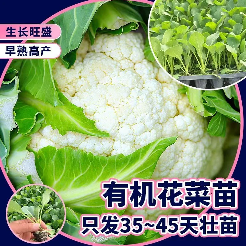 新鲜有机白花菜花椰菜农家当季时令蔬菜秧苗