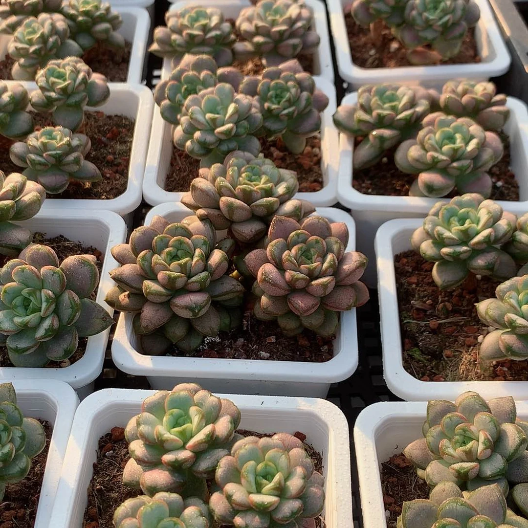 老桩葡萄群44478877777777777