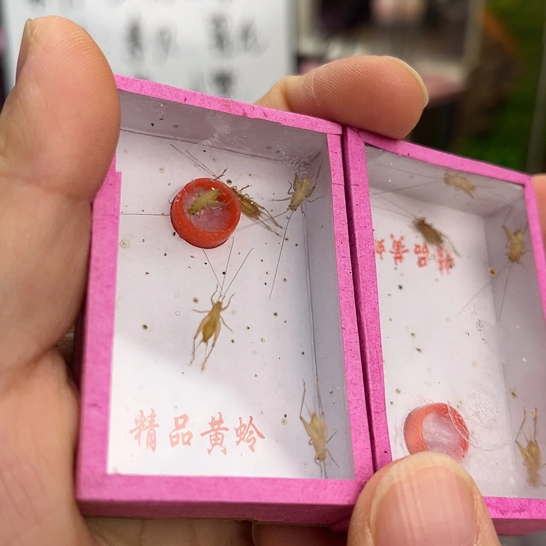 2盒小铃哈哈哈哈哈