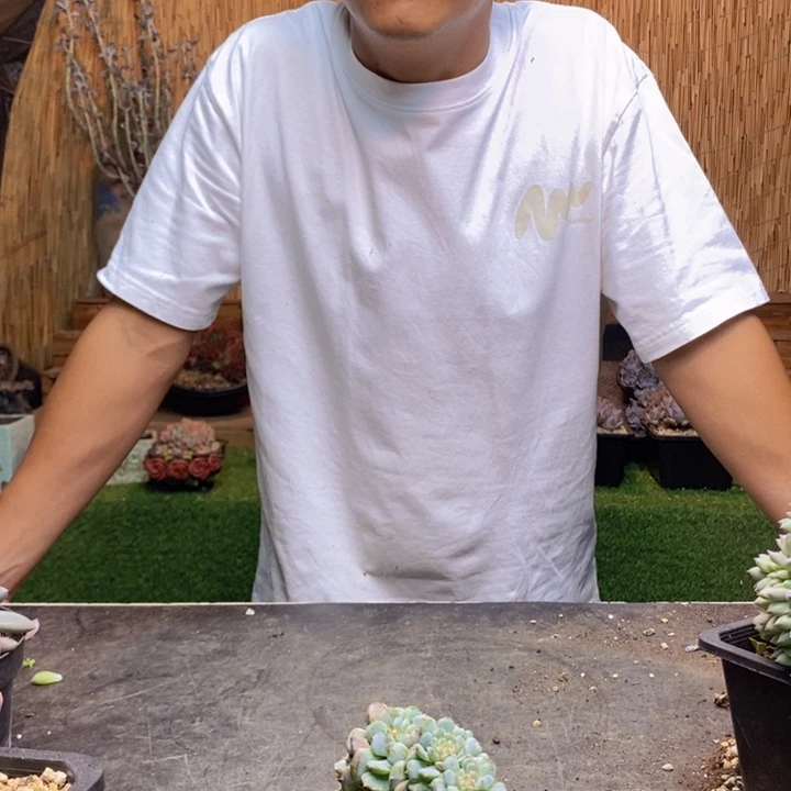 郁***香801号白胖子多肉植物