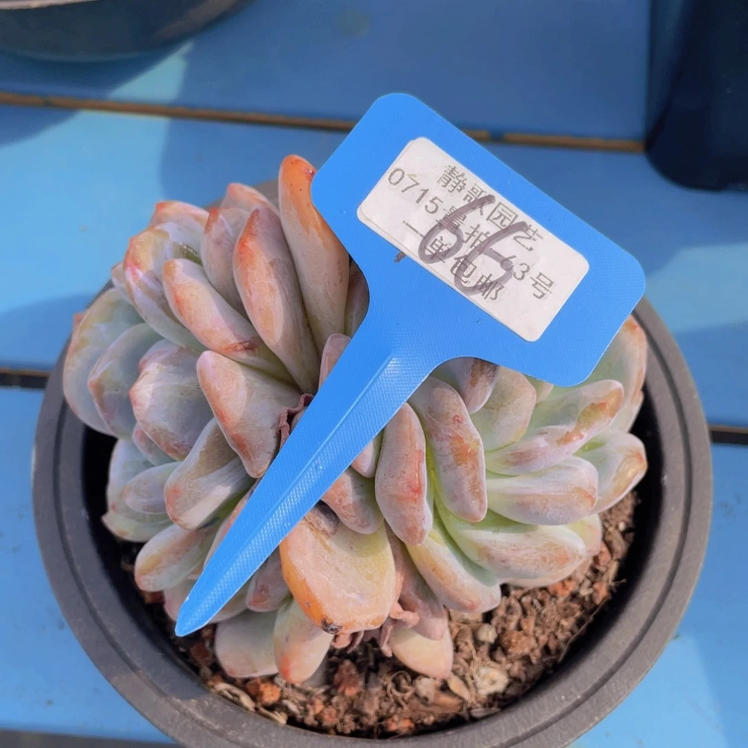 0718-66-梦露石化锦大双头一颗量拍