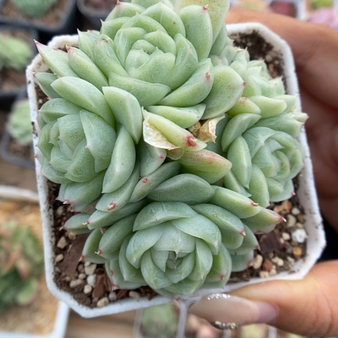 麦秆群生408号。