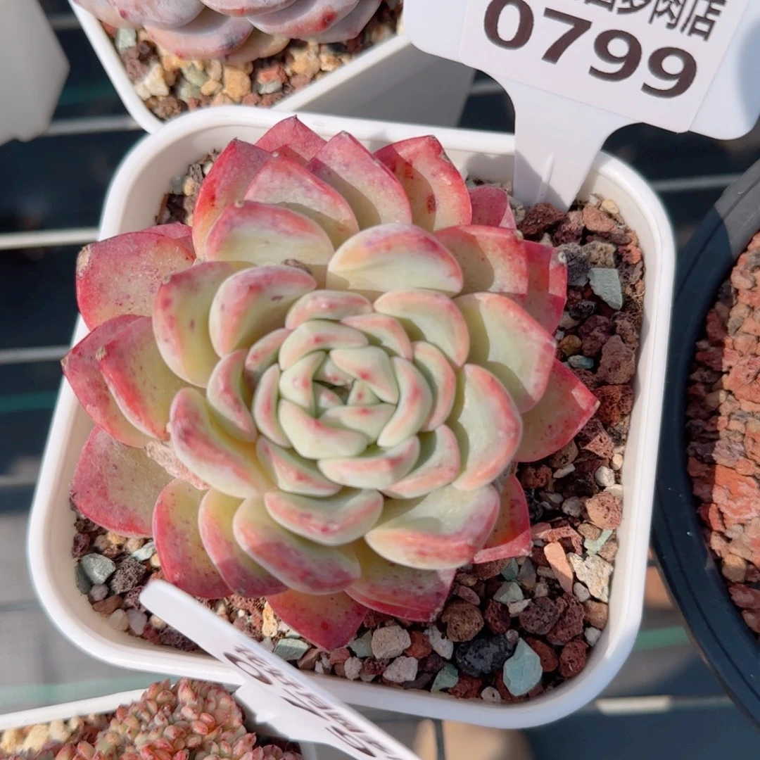 妞*熊多肉植物0799…………