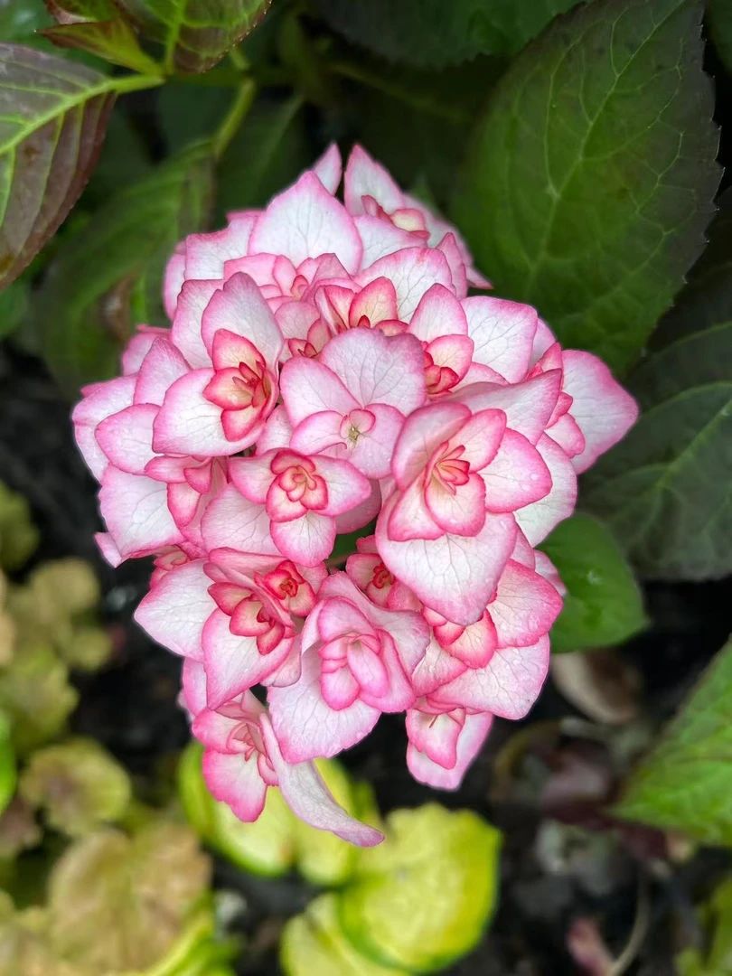 【沙织小姐】重瓣系列 1.5加仑 云南露天种植绣球 原盆原土基地直发