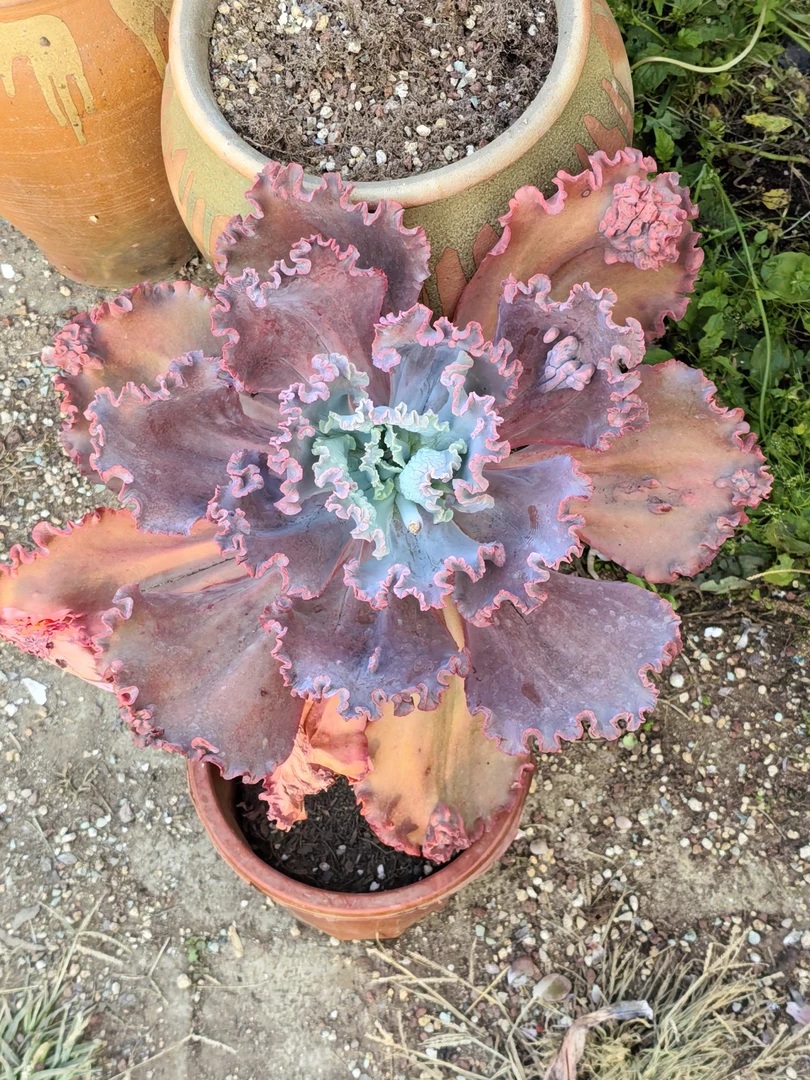 女王花笠包菜系多肉植物阳台庭院办公室好养护易爆盆群生肉肉花卉