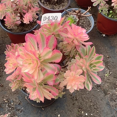 430粉女巫多肉母本处理无售后