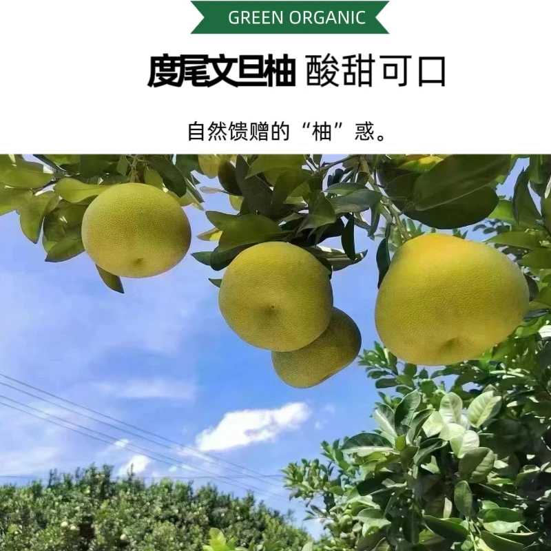 度尾文旦柚红心白心蜜柚/福建仙游柚子/当季水果/酸甜多汁