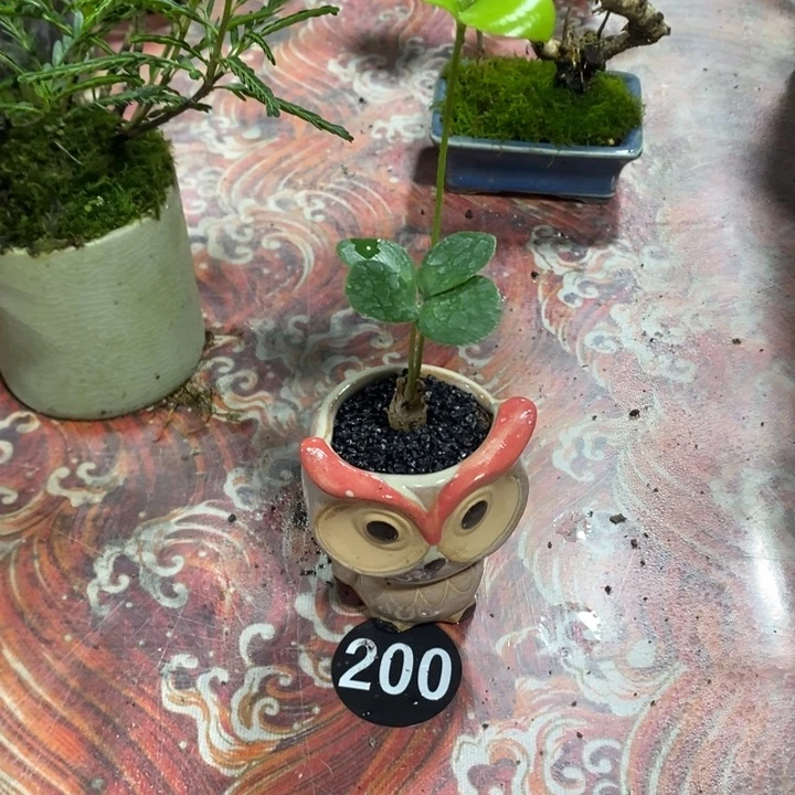 邵*°退款拉黑一物一拍252