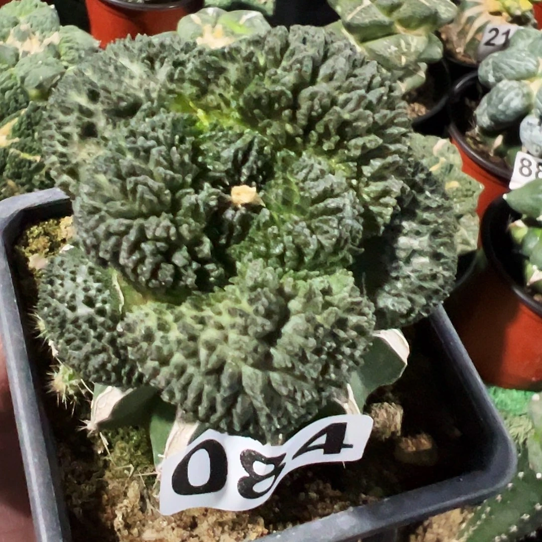 无花朵福利大尤哥斯拉牡丹084