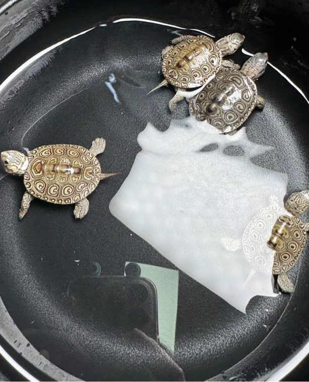 钻纹龟活体宠物龟健康可爱可深水饲养适合互动（人工繁殖）