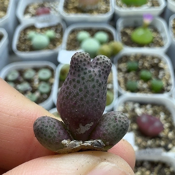 老马生石花斑马2468