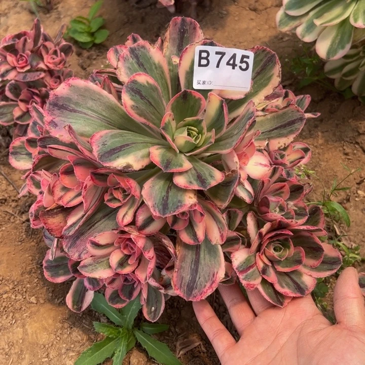 青花瓷多肉植物745