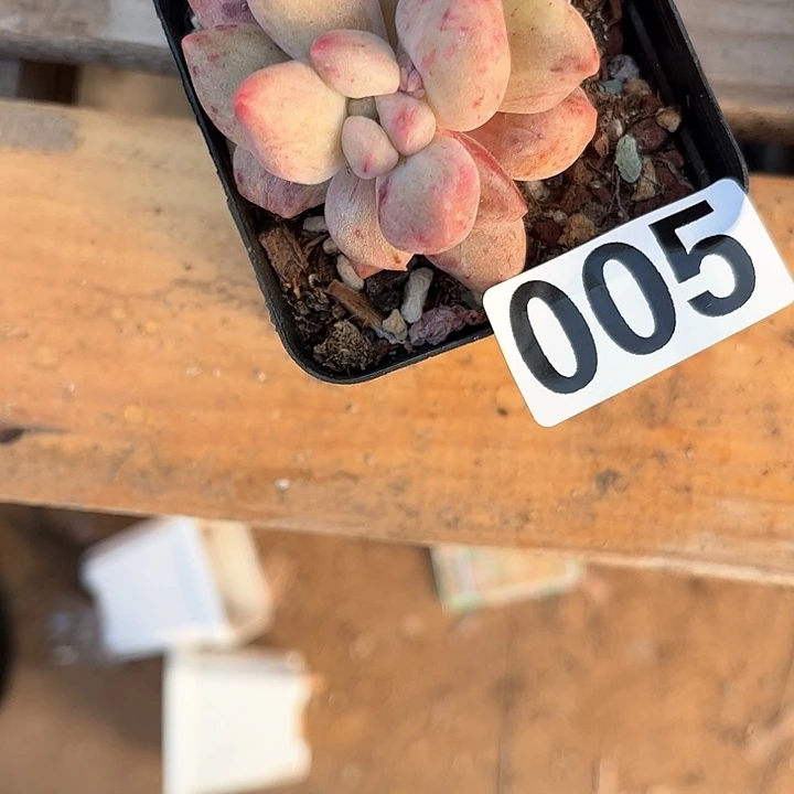 ❤️****多肉植物一物一拍