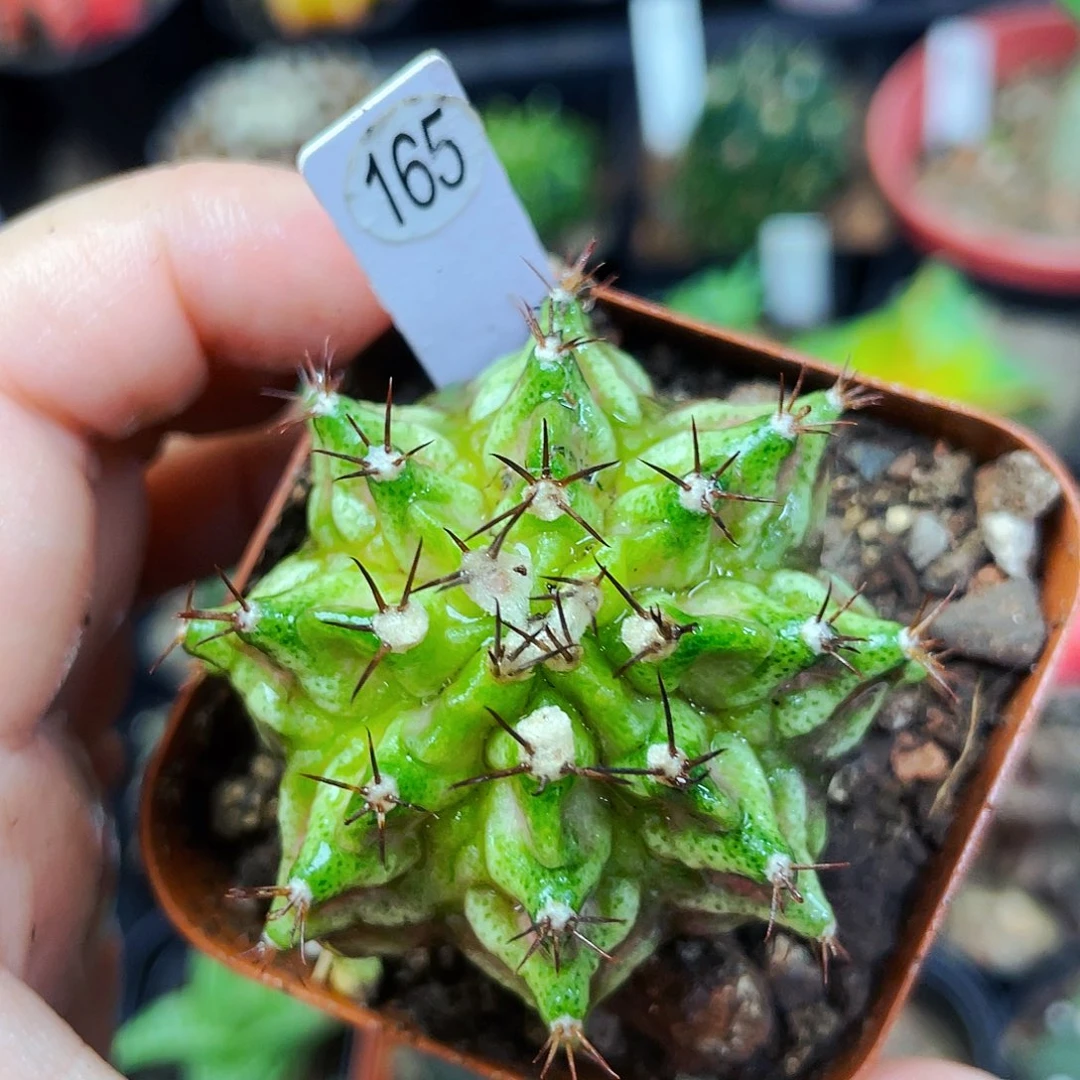 海神锦非偏远地区满25包邮裸根